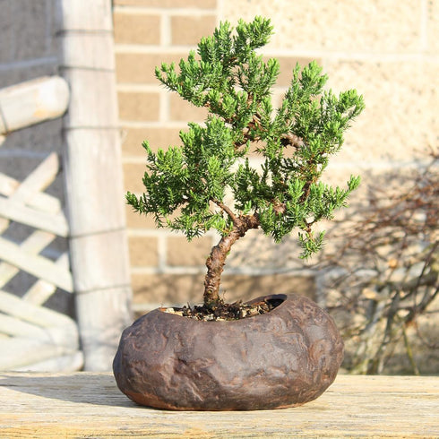 5 6 10 Inches Brussel's Bonsai Live Green Mound Juniper Bonsai Tree - Medium, Year, to - Outdoor Bonsai Tree Live