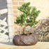 5 6 10 Inches Brussel's Bonsai Live Green Mound Juniper Bonsai Tree - Medium, Year, to - Outdoor Bonsai Tree Live