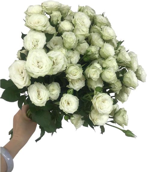 18 Stems White Spray Roses Fresh Cut Flowers White Mini Roses Florist Selected Multi Bloom Stems for Bouquets Weddings