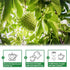 1.5g 50 Count 100% Country TEARELAE - Soursop Leaves Tea - x - Pure Soursop Graviola Leaves Tea Bag - of Origin