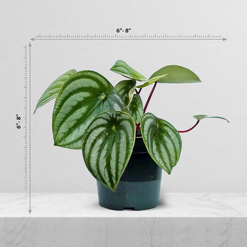 4" Live Peperomia Watermelon, Peperomia Argyreia, Fully Rooted Houseplant, Housewarming Couples Gift for The First