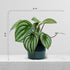 4" Live Peperomia Watermelon, Peperomia Argyreia, Fully Rooted Houseplant, Housewarming Couples Gift for The First