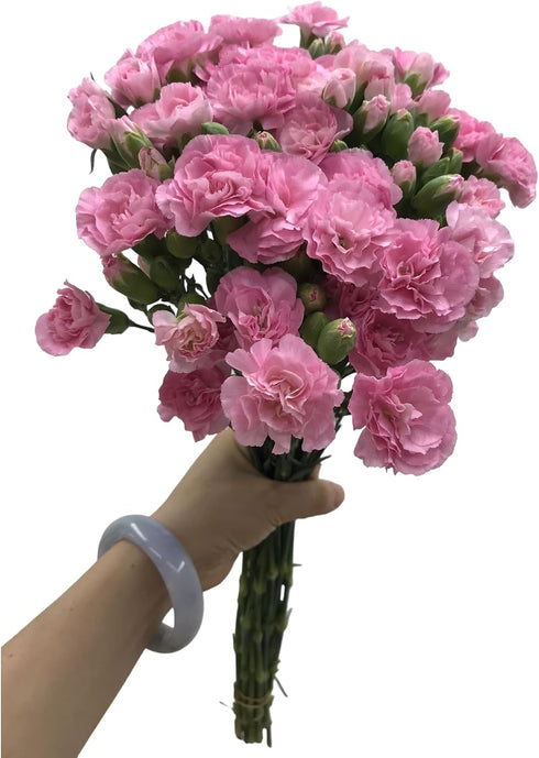 19 Stems Pink Mini Carnations Fresh Cut Flower Bouquet Gifts for Birthday Anniversary Friendship and Love