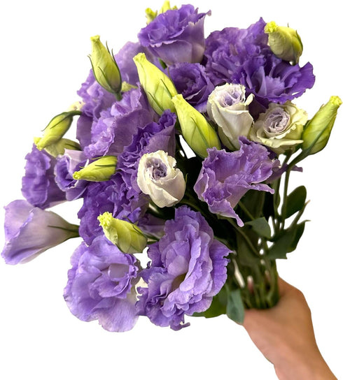 10 Next day delivery Stems Lisianthus Grade Smoked Purple Platycodon Fresh Cut Flowers Bouquet Birthdays Friendship