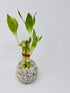 JM BAMBOO 3 Style Lucky Bamboo in Small Clear Round Vase -JMBamboo