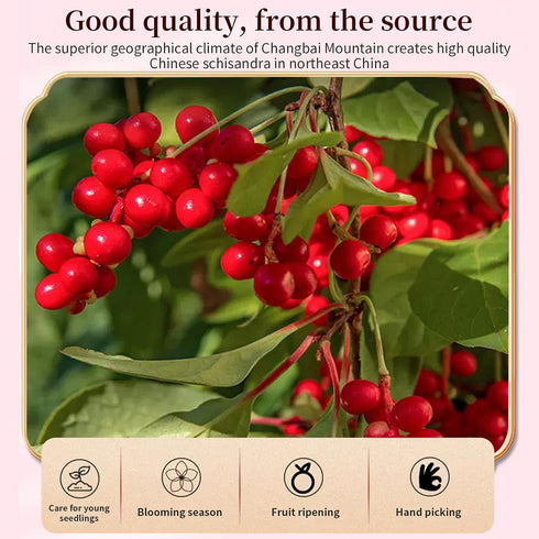 10.6oz/300g Hee Creek Schisandra Berry Schizandra Berries Tea, Omija,Wuweizi Tea