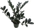 4" Rare Dwarf Black ZZ Plant - Zamioculcas Zamicro - Pot - Houseplant