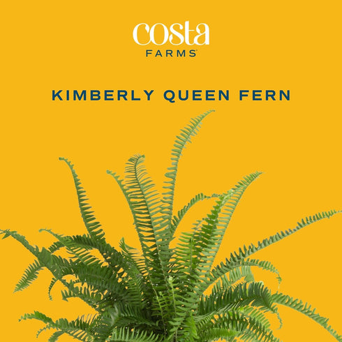 2-3 Costa Farms Kimberly Queen Fern Live Plant in Plastic Pot, Large Indoor & Outdoor Houseplant, Perfect for Home