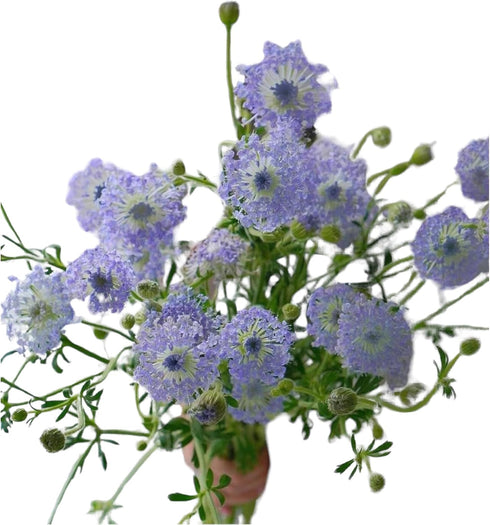 18 Fresh Cut Green Hypericum Berries - Stems