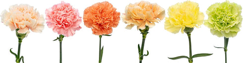 50 Pack FlowerPrime Easter Carnations - Fresh Natural Cut Flowers Special Holiday Variety