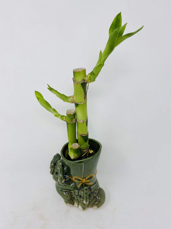 JM BAMBOO Lucky Bamboo in Mini Elephant Vase -JMBamboo