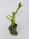 JM BAMBOO Lucky Bamboo in Mini Elephant Vase -JMBamboo