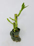 JM BAMBOO Lucky Bamboo in Mini Elephant Vase -JMBamboo
