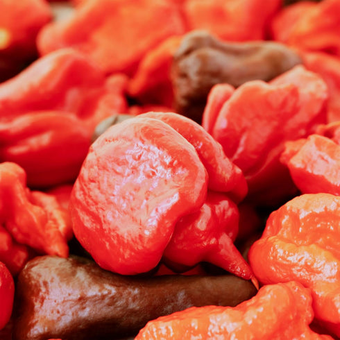 (50 Count) Unpretentious Whole Dried Carolina Reaper Chiles, Extremely Spicy Chiles, Hot Sauce