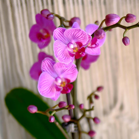 3.5" 16" Premium Purple Live Orchid Plant Blooming in Blue & White Orchid Pot, Live Plants, Houseplant Gifts, Approx.