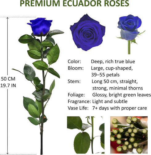 Generic Dozen 12 50CM One Fresh Roses Bouquet, Premium Long-Stem Ecuador Roses, Hand-Tied Floral Arrangement, Fresh Cut