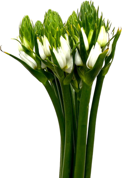 20 WANGBINYU Stems Ornithogalum Fresh Cut Flowers Blooms of Star of Bethlehem Bouquet Prime Delivery LA FLOWER MARKET