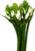20 WANGBINYU Stems Ornithogalum Fresh Cut Flowers Blooms of Star of Bethlehem Bouquet Prime Delivery LA FLOWER MARKET
