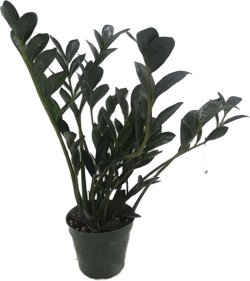 4" Rare Dwarf Black ZZ Plant - Zamioculcas Zamicro - Pot - Houseplant
