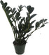 4" Rare Dwarf Black ZZ Plant - Zamioculcas Zamicro - Pot - Houseplant