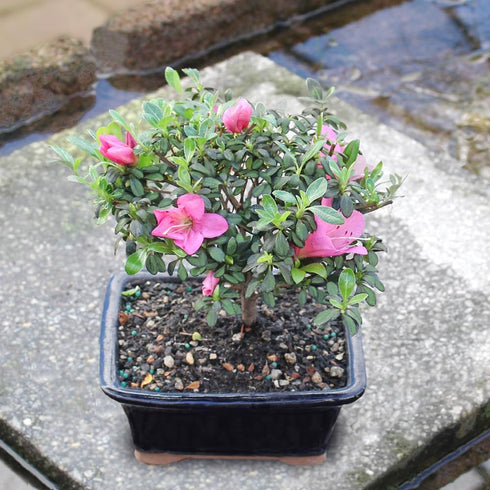 5 5-8 Inches Brussel's Bonsai - Live Satsuki Azalea Flowering Bonsai Tree in Ceramic Bonsai Pot, Outdoor Bonsai Tree
