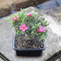 5 5-8 Inches Brussel's Bonsai - Live Satsuki Azalea Flowering Bonsai Tree in Ceramic Bonsai Pot, Outdoor Bonsai Tree