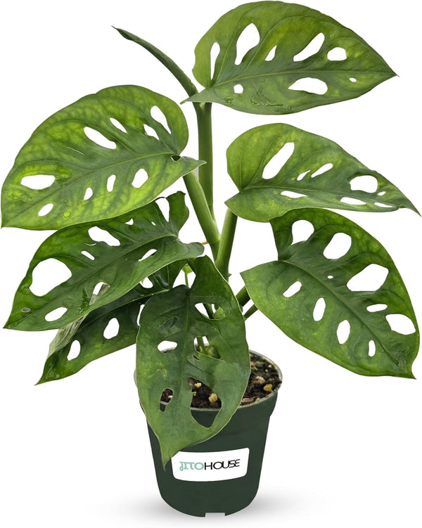 Monstera Adansonii Swiss Cheese - Live Full Size Indoor Plants Houseplants, Air
