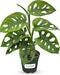 Monstera Adansonii Swiss Cheese - Live Full Size Indoor Plants Houseplants, Air