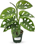 Monstera Adansonii Swiss Cheese - Live Full Size Indoor Plants Houseplants, Air