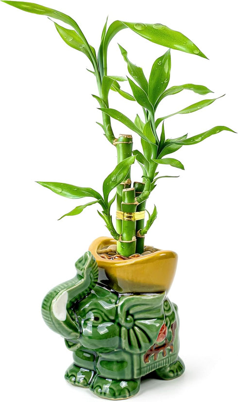 Lucky Bamboo 3-Stalk Set with Pebbles in Elephant Gold Ingot Pot 6''