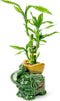 Lucky Bamboo 3-Stalk Set with Pebbles in Elephant Gold Ingot Pot 6''