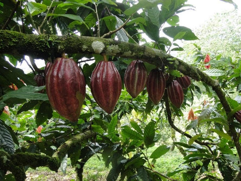 Mana Cacao 100% Pure Ceremonial Cacao | Costa Rican, Small-Batch, Minimally Processed, Rich in Theobromine