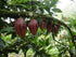 Mana Cacao 100% Pure Ceremonial Cacao | Costa Rican, Small-Batch, Minimally Processed, Rich in Theobromine