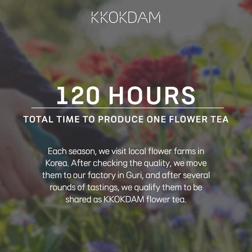 Pack 15 Packs KKOKDAM Kombucha Tea - Grapefruit & Hibiscus Korean Tea - Kombucha Drinks Probiotic Support, Low Calorie