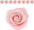 2 Inch, 8 Count Global Sugar Art Peace Rose Sugar Cake Flowers Pink by Chef Alan Tetreault