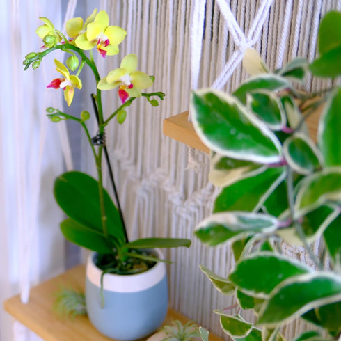 3.5" 16" Premium Yellow Live Orchid Plant Blooming in Blue & White Orchid Pot, Live Plants, Houseplant Gifts, Approx.