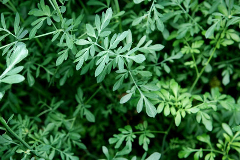 Rue Herb (Ruta graveolens) 100% Natural by Health Embassy (100g)