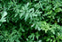 Rue Herb (Ruta graveolens) 100% Natural by Health Embassy (100g)