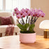 4" Green Circle Growers Mini Pink Orchid Plant with Lavender Accent in Pink Ceramic Planter Live Indoor Flower, Easy