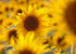 8 Food to Live Organic Dry Roasted Sunflower Seed Kernels, Pounds Non-GMO, Unsalted, Oven Roasted, No Oil Added