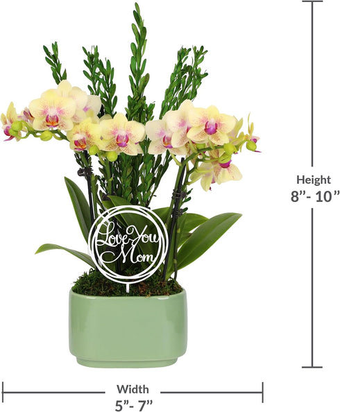 4" Green Circle Growers Yellow Orchid Duo in Sage Green Pot with Love You Mom and Preserved Green, Live Indoor Plants