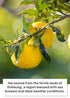 15 Packs (17.8 oz Korean Food Trufru Real Yuzu Pear Ginger Essence - All-Natural Cold Pressed Vitality Shot, Morning