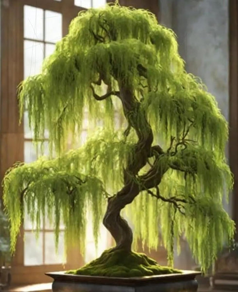 Eversong Weeping Willow Bonsai Tree Cutting to Grow - Thick Trunk Cutting