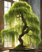Eversong Weeping Willow Bonsai Tree Cutting to Grow - Thick Trunk Cutting