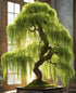 Eversong Weeping Willow Bonsai Tree Cutting to Grow - Thick Trunk Cutting