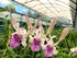 1 Live Orchid Plant | Dendrobium Orchid | Real Houseplant in Potting Soil Mix with Orchid Pot | Orchids | Flowering