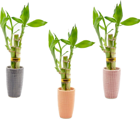 3 Stalk Live Lucky Bamboo Arrangement in Mini Color Ceramic Vase - Colorful Poterry, Indoor House Plants, Feng Shui