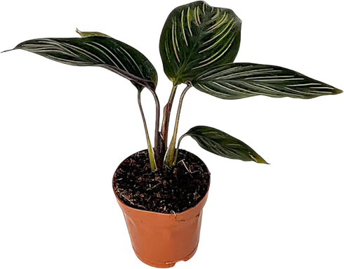 Calathea Beauty Star Live Plant in 6" Growers Pot Easy Care Indoor