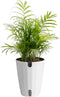 Costa Farms Parlor Palm Live Plant in Plastic Pot, Air Purifying Indoor