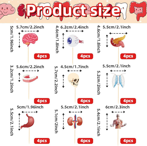 36 Pcs Anatomy Theme Cupcake Toppers, Mini Human Body Organ Toothpick Picks with Brain, Skull, Rib Cage, Eyeball